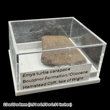 Emys Turtle Carapace Fossil