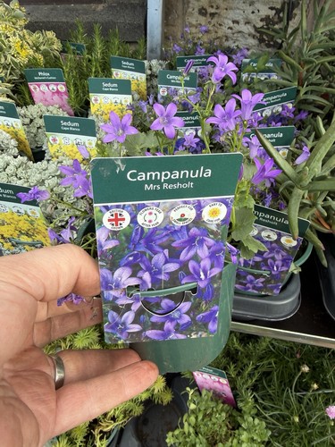 Alpine campanula mrs - alpine,