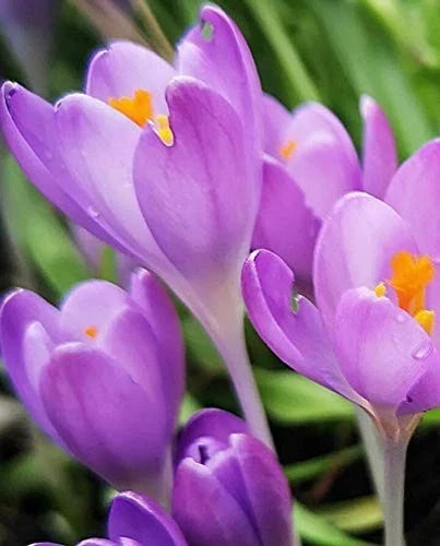 Pretty imported double crocus - imported,