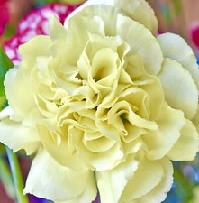 370x Carnation Dianthus