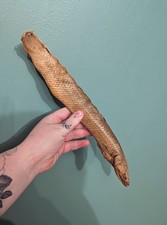 Preserved Bichir Fish, Skulls