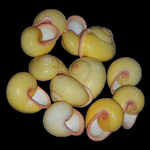Yellow bubble snail shells - yellow,