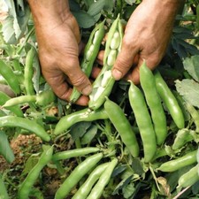 T&M Broad Beans 'The Sutton'