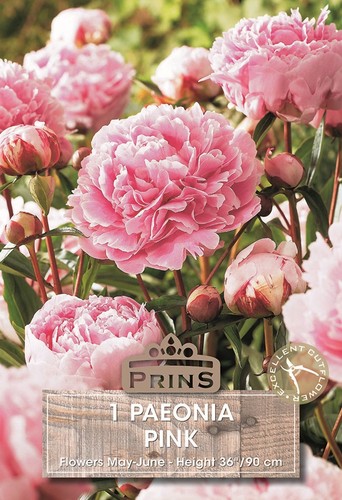 Bulb tuber root pink - pink, peony