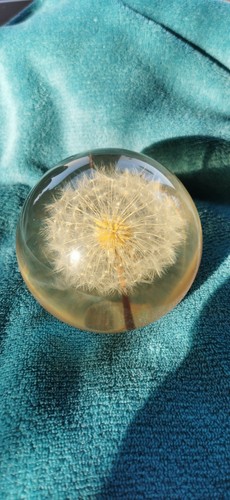 Hafod grange large dandelion - grange,