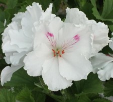 Regal Pelargonium - White