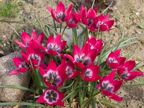 Tulip little beauty bulbs - tulip,