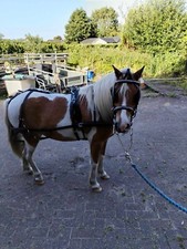 Driving harness shetland - shetland, /