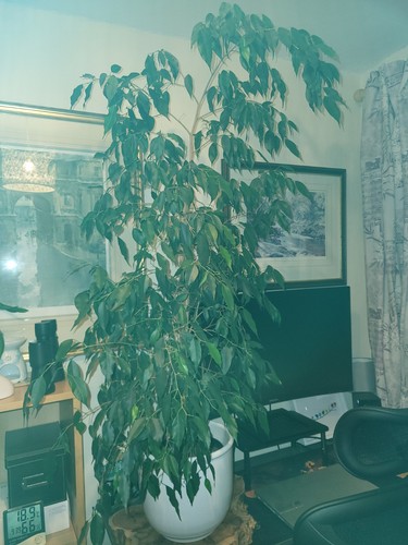 Foot weeping fig - foot, indoor