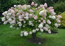 Hydrangea Paniculata