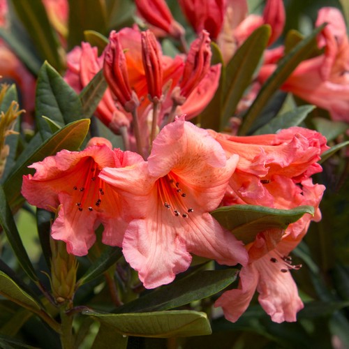 Rhododendron tortoiseshell - rhododendron,