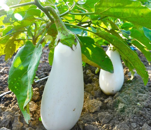 160x aubergine italian white - aubergine,