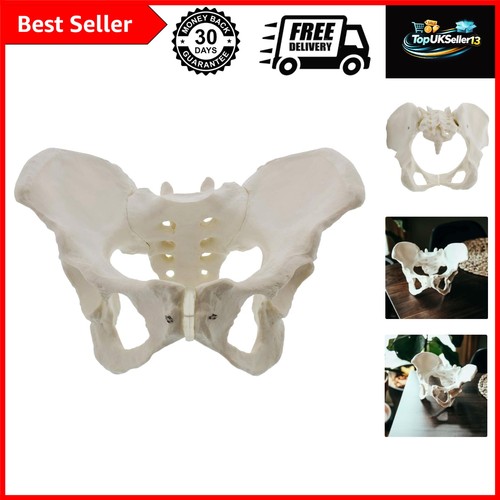 Life size female pelvis - life,