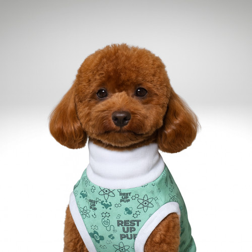 Toy poodle dog - dog, suit