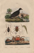 Machilidae. Macraspis & water beetles. Scoter. Telescope-eyed ghost crab 1833