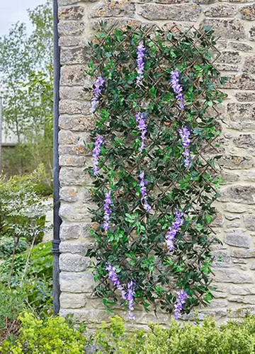 Smart garden wisteria - garden, trellis