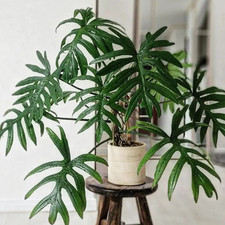 Large Philodendron 'Mayoi' 24