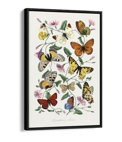 Paul gervais butterlies - gervais,, and
