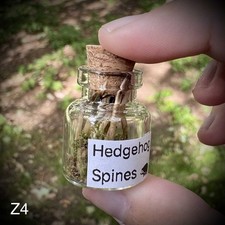 CLEARANCE - Hedgehog Spines