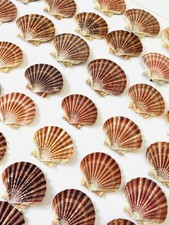 Scallop shells flat natural - shells,