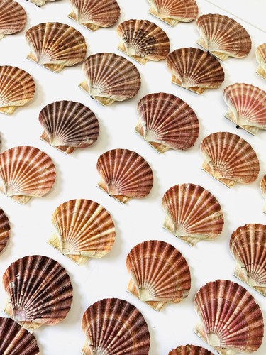 Scallop shells flat natural - scallop,