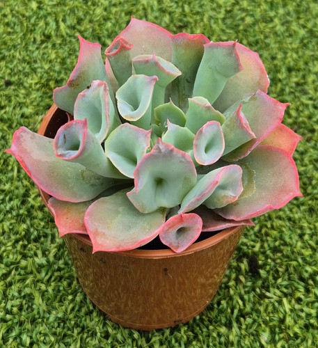 Echeveria trumpet pinky - 'trumpet, pinky'