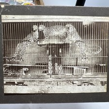 Circus Ghost Hand, Leopard