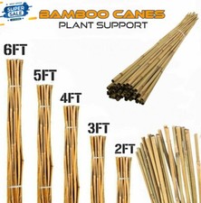 Bamboo Canes Garden Thick