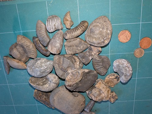 Mixed jurassic marine - mixed,