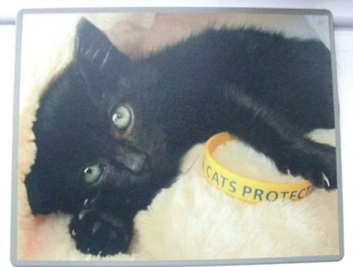 Brite mat mouse - -, corby
