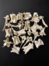 Deer Vertebrae