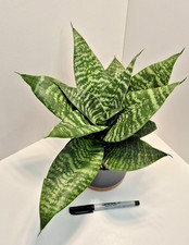 Sansevieria Trifasciata Hahnii