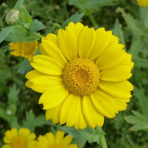 Wild yellow daisy organic - wild,