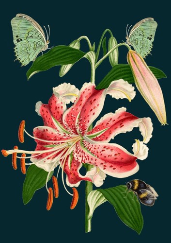 Tiger lily art - lily, greeting
