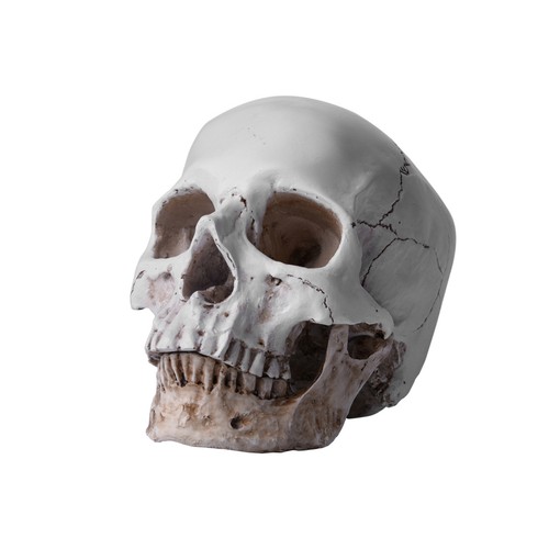 Resin replica life human - life,