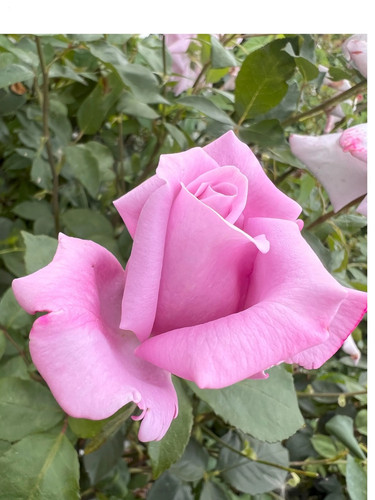 Moody blue hybrid tea potted - blue,