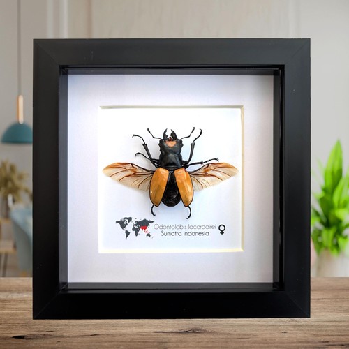 Framed lacordaire stag - framed,