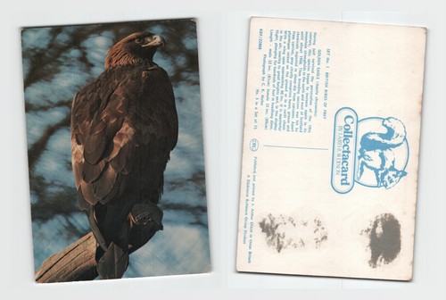 Postcard golden eagle - postcard,