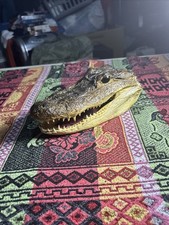Alligator Gator Head Genuine