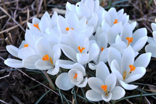 10x white crocus - white, joan
