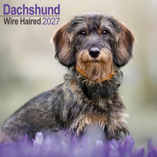 Wire haired dachshund calendar - haired,
