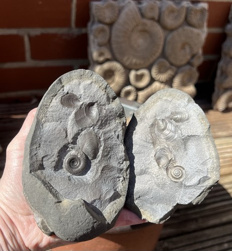 Ammonite egg nodule fossil - egg,