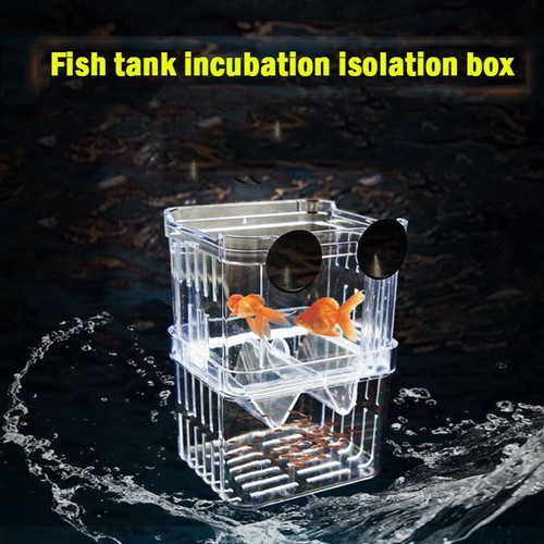 1xacrylic fish breeding - fish,