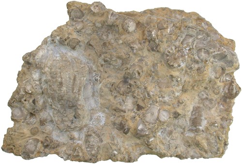 Triassic juvenile sea lily - triassic,