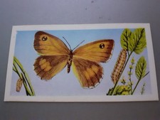BRITISH BUTTERFLIES by BARRATT & Co -1965 - No:25 Gatekeeper