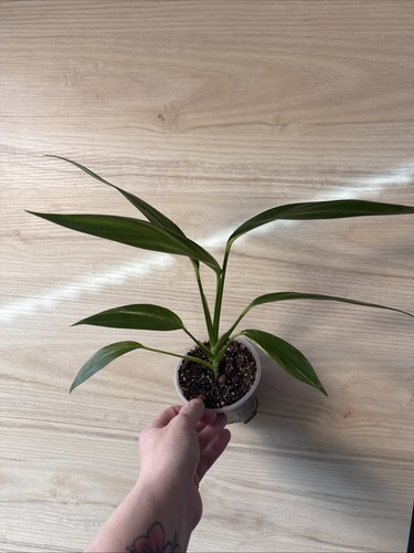 Epipremnum amplissimum aurea - epipremnum,