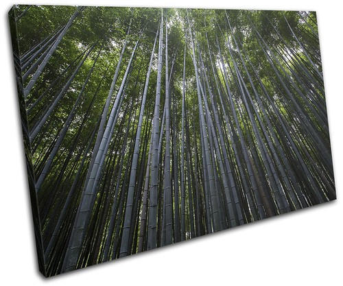Forest trees nature landscapes - forest,