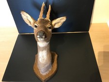 TAXIDERMY ROE DEER ON A PLAQUE
