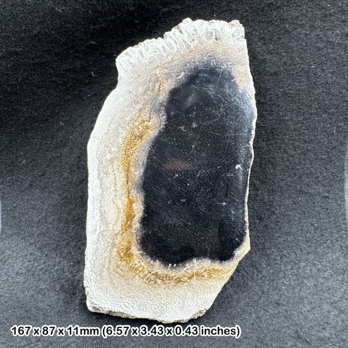 Polished palm tree petrified