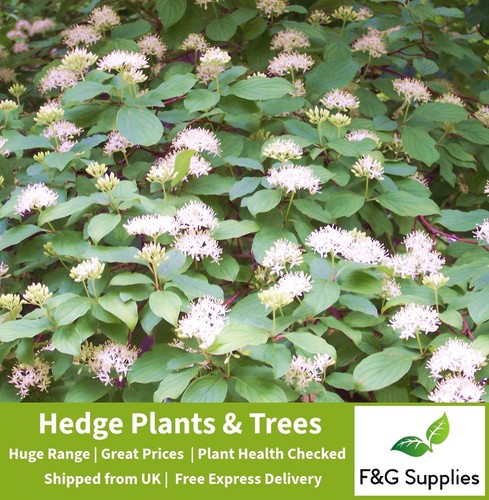 Hedging dogwood bare - dogwood,